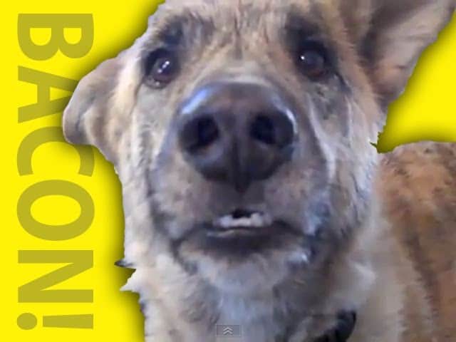 VIDEO: Ultimate Dog Tease